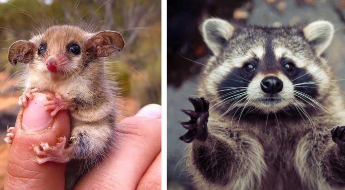 15 unbelievably cute animals that will take over the world