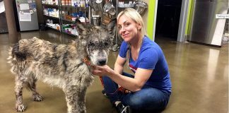 They Save A Homeless Dog On The Street. But When They Look Closely, They Get The Surprise Of Their Life.