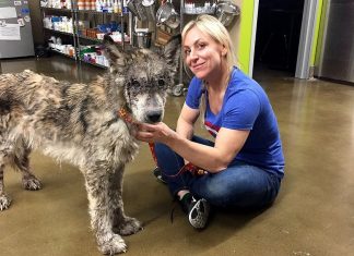 They Save A Homeless Dog On The Street. But When They Look Closely, They Get The Surprise Of Their Life.