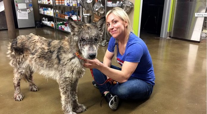 They Save A Homeless Dog On The Street. But When They Look Closely, They Get The Surprise Of Their Life.