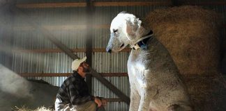 Photos Show What A Huge Part Dog Plays In Man’s Life