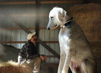 Photos Show What A Huge Part Dog Plays In Man’s Life