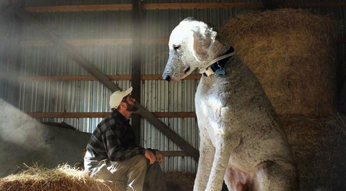 Photos Show What A Huge Part Dog Plays In Man’s Life