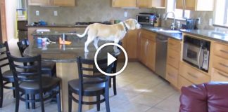 What this sneaky beagle does when he’s home alone is brilliant!