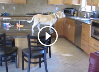 What this sneaky beagle does when he’s home alone is brilliant!