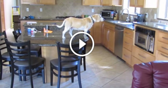 What this sneaky beagle does when he’s home alone is brilliant!