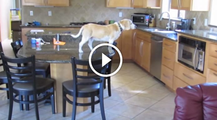What this sneaky beagle does when he’s home alone is brilliant!