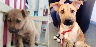 15 animals before and after they were taken from a shelter