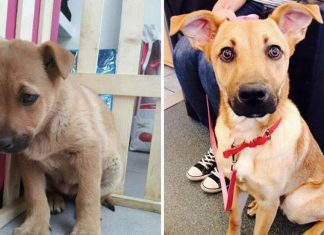 15 animals before and after they were taken from a shelter