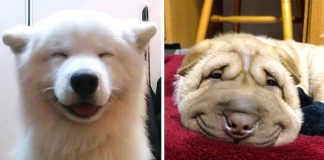 24 of the happiest dogs in the world