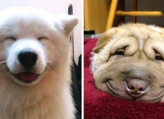 24 of the happiest dogs in the world