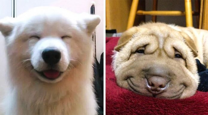 24 of the happiest dogs in the world