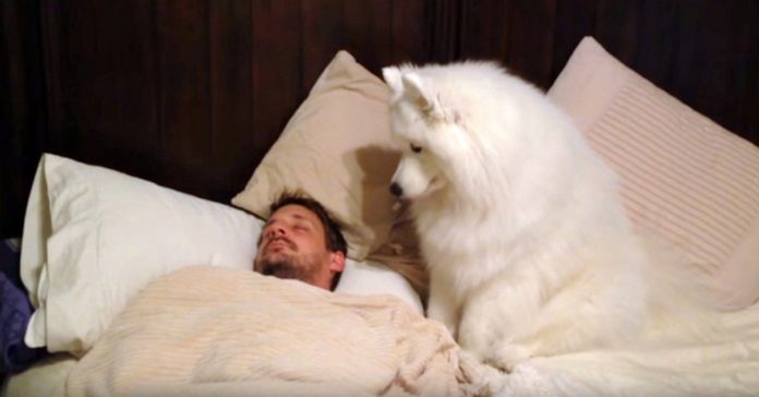 Lexi Wants To Walk, But Dad Won’t Get Up. Her Next Move Has Mom In Giggles