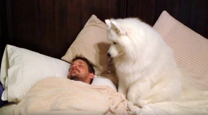 Lexi Wants To Walk, But Dad Won’t Get Up. Her Next Move Has Mom In Giggles