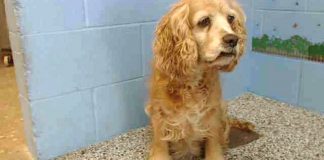 Her Family Dumps Her For A Younger Dog. When The Shelter Notices THIS, They Take A Photo