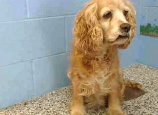 Her Family Dumps Her For A Younger Dog. When The Shelter Notices THIS, They Take A Photo