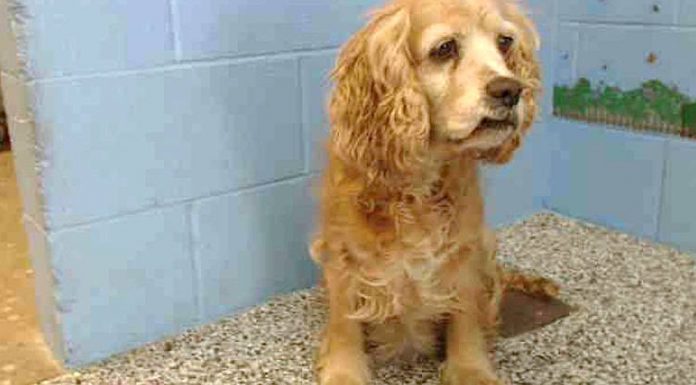 Her Family Dumps Her For A Younger Dog. When The Shelter Notices THIS, They Take A Photo