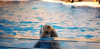 India Declares Dolphins To Be “Non-Human Persons”, Dolphin Shows Banned