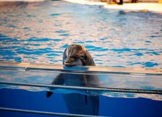 India Declares Dolphins To Be “Non-Human Persons”, Dolphin Shows Banned