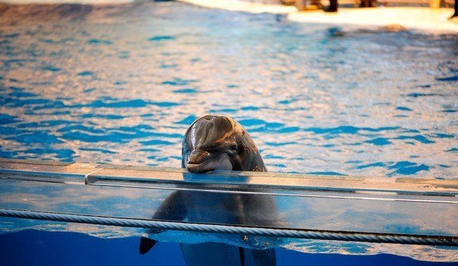 India Declares Dolphins To Be “Non-Human Persons”, Dolphin Shows Banned