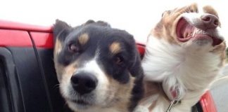 18 images guaranteed to put you in a good mood