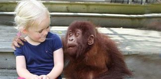 She Grows Up With Gorillas.12 Years Later When They’re Reunited? This Left Me Speechless!