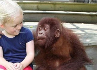She Grows Up With Gorillas.12 Years Later When They’re Reunited? This Left Me Speechless!