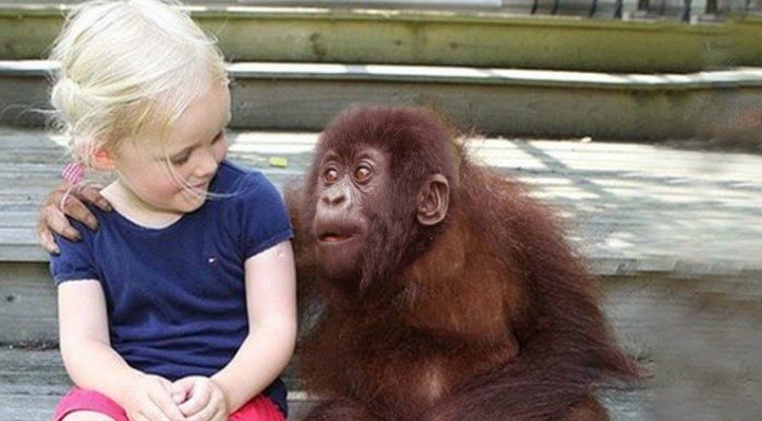 She Grows Up With Gorillas.12 Years Later When They’re Reunited? This Left Me Speechless!