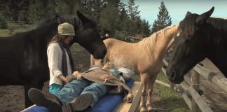 If You Don’t Already Love Horses, You Will After You See This