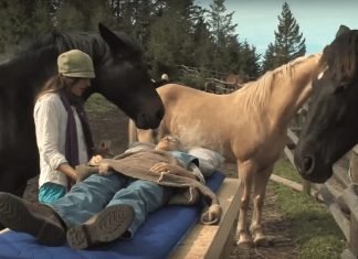 If You Don’t Already Love Horses, You Will After You See This