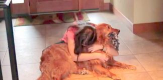 Feeling guilty leaving her dog home alone, her ‘solution’ has astonished everyone.