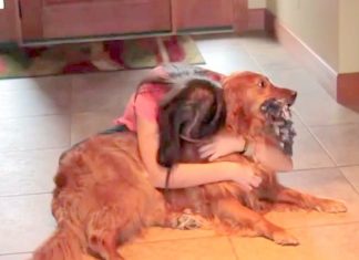 Feeling guilty leaving her dog home alone, her ‘solution’ has astonished everyone.