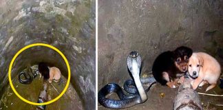 Two puppies fell into a pit with a cobra. Then something incredible happened