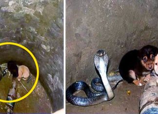Two puppies fell into a pit with a cobra. Then something incredible happened