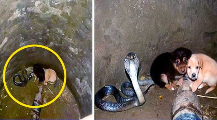 Two puppies fell into a pit with a cobra. Then something incredible happened