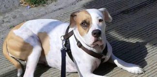 Brave Dog Stops Sexual Predator From Hurting A Teenage Girl