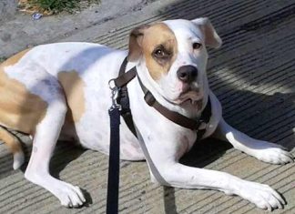 Brave Dog Stops Sexual Predator From Hurting A Teenage Girl