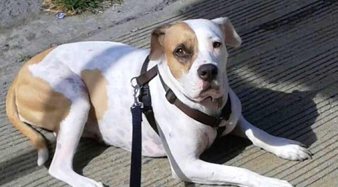 Brave Dog Stops Sexual Predator From Hurting A Teenage Girl