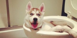 18 crazy pets who weren’t expecting their owners to come home early