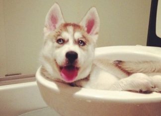 18 crazy pets who weren’t expecting their owners to come home early