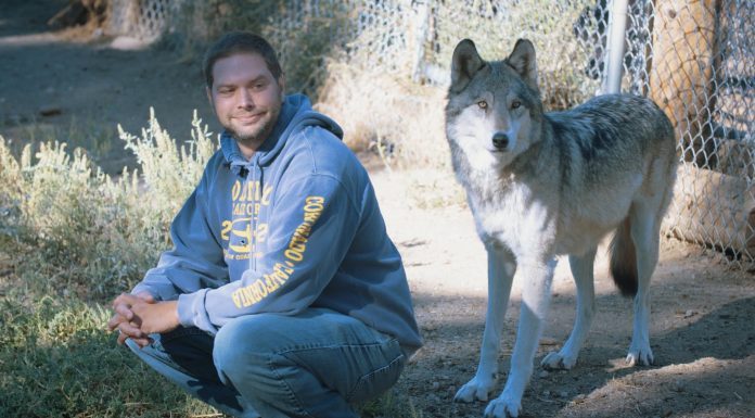 This War Veteran Suffers From PTSD. Now Keep Your Eyes Open At What That Wolf Does! OMG!
