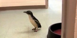 Baby Penguin Searches For A Friend. When They Finally Meet – I Can’t Stop Laughing