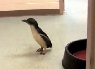 Baby Penguin Searches For A Friend. When They Finally Meet – I Can’t Stop Laughing
