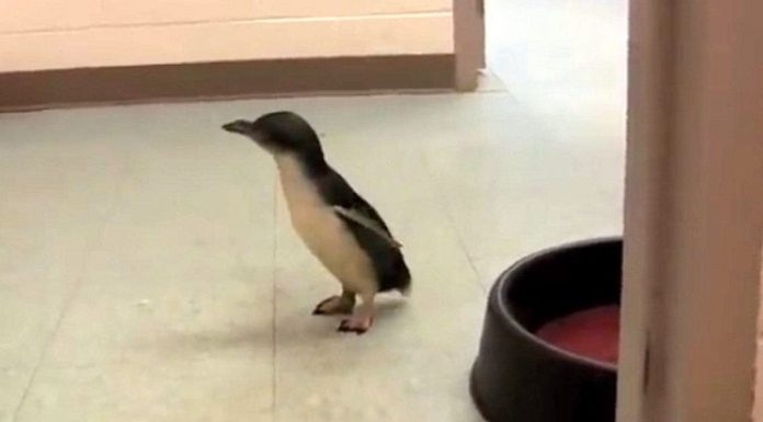 Baby Penguin Searches For A Friend. When They Finally Meet – I Can’t Stop Laughing