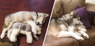 20 of the cutest cats and dogs who just can’t be parted from their childhood toys