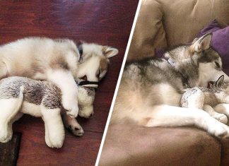 20 of the cutest cats and dogs who just can’t be parted from their childhood toys