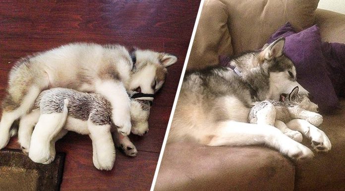 20 of the cutest cats and dogs who just can’t be parted from their childhood toys