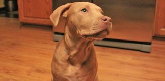 Mom Is Furious When Son Brings A Pit Bull Home. Then He Explains THIS To Her…