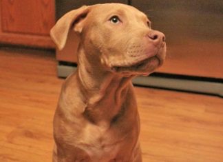 Mom Is Furious When Son Brings A Pit Bull Home. Then He Explains THIS To Her…