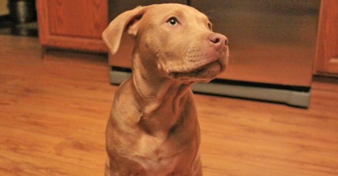 Mom Is Furious When Son Brings A Pit Bull Home. Then He Explains THIS To Her…
